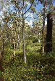 724_In Upper Sturt Park (Adelaide), deels wild Eucalyptusbos met Koala's